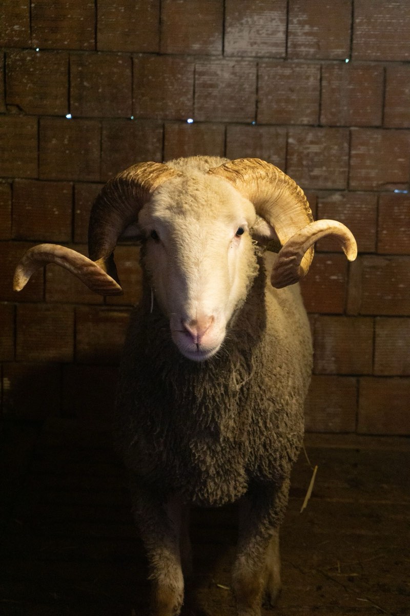 Bandırma Merinos Koç